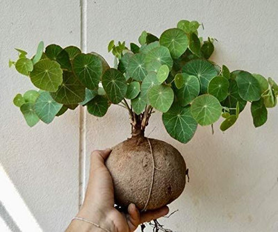 YAMICO Caudex Plant Seed(850 g)