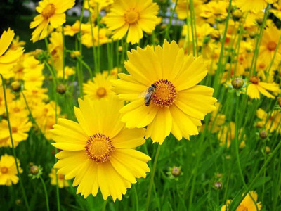 SUAA Coreopsis Flower Seeds Best for Gardening Seed(27 per packet)