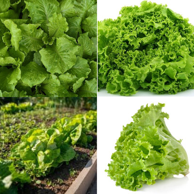 ibains Iceberg lettuce in fresh vegetables seeds bij32 Seed(32 per packet)