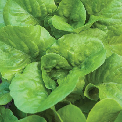 CYBEXIS ATS-16 - Bibb Lettuce - (1350 Seeds) Seed(1350 per packet)