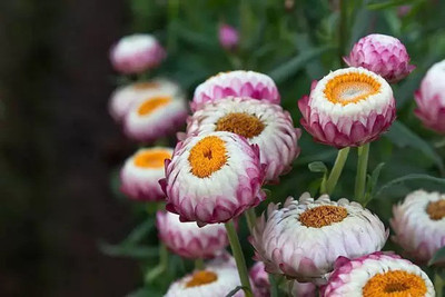 MAA Helichrysum Seed(112 per packet)