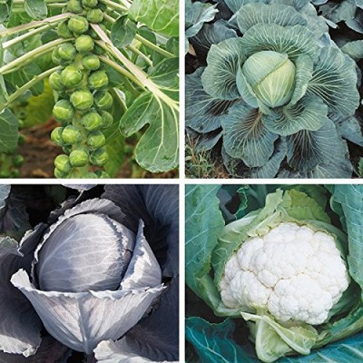 KNESSiN Brussels Sprouts, Cabbage, Cauliflower and Red Cabbage Seeds Seed(200 per packet)