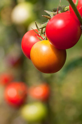 seedargo tomato Seed(30 per packet)