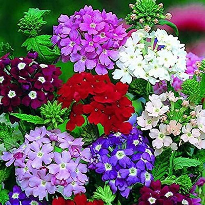 Aywal Verbena Special Mix Seed(80 per packet)