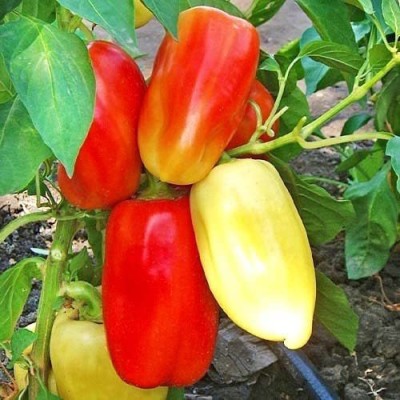 VibeX ® XXL-548 Bell Pepper Capsicum Rainbow Mix Seed(200 per packet)