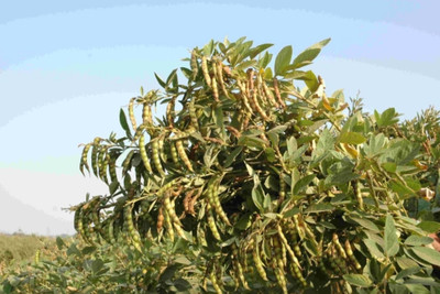 HYBRID 1kg arhar dal seeds Toor dal seeds highest yield Seed(1 per packet)