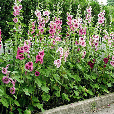 XOLDA Exotic holly hock Seed(15 per packet)