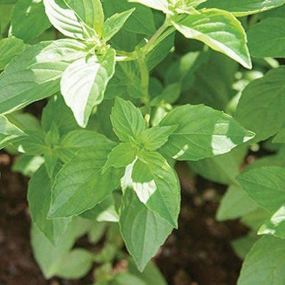 VibeX ® VMR-34 Organic Lemon Basil Seeds Seed(1000 per packet)
