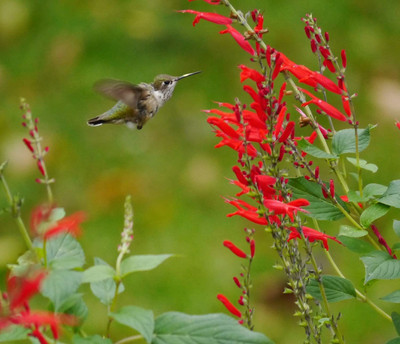 CYBEXIS LXI-39 - Scarlet Sage - Red Flowers - (1350 Seeds) Seed(1350 per packet)