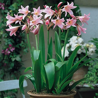 zabbus Crinum Lily Flower Bulbs for Summer Season Pink Seed(2 per packet)