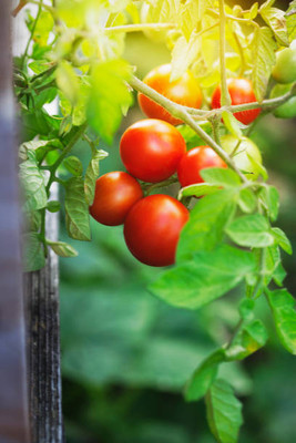WHADE tomato Seed(70 per packet)