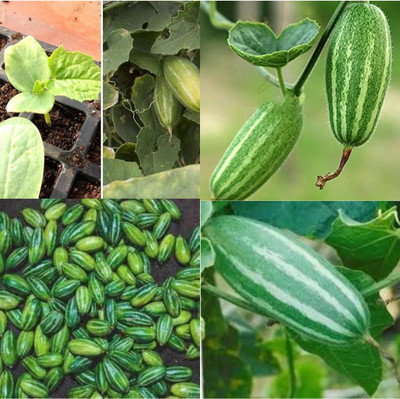 ibains Parwal seeds hybrid vegetable 13 Seed(13 per packet)