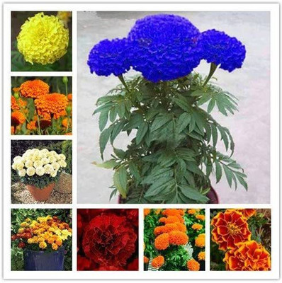 CYBEXIS XLR-91 - Blue Marigold Flower - (2250 Seeds) Seed(2250 per packet)