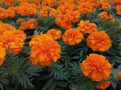 ginnienterpris marigold,gende ka phool seeds Seed(30 per packet)