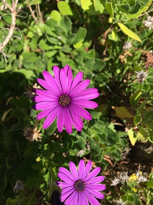 Lorvox DIMORPHOTHECA WHITE OPEN POLLINATED Seed(10 per packet)