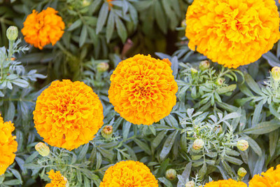 DEVAMA THE DIVINE marigold/gende ka phool flower seeds Seed(50 per packet)