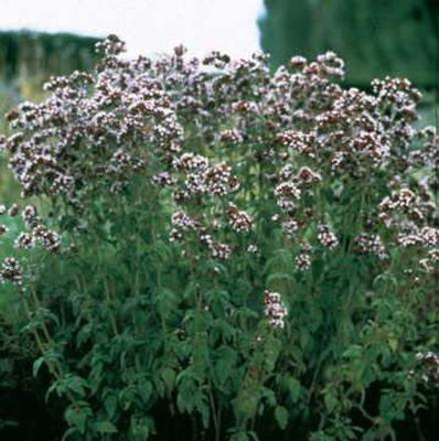CYBEXIS NDIR-51 - Italian Oregano (origanum vulgare) - (450 Seeds) Seed(450 per packet)