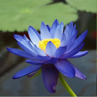 CYBEXIS XLL-69 - Aquatic Lotus/Water Lily - (270 Seeds) Seed(270 per packet)