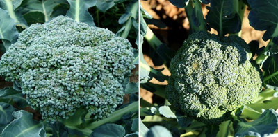 DEYS AGRO ® broccoli f1 hybrid seeds green vegetable Seed(78 per packet)