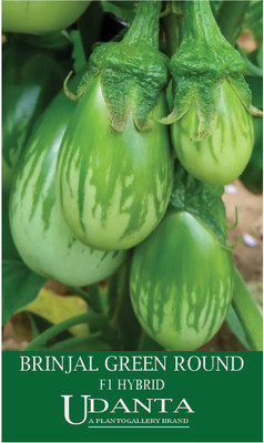 Udanta Dwarf Variety Brinjal Green Round Seeds F1 Hybrid - Pack 30-40 Seeds Seed(1 per packet)