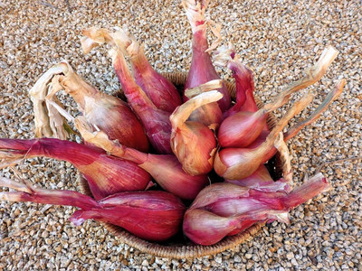 KNESSiN Easy to Grow French Pink Onion Vegetable Seeds For Planting-(2400 Seeds) Seed(2400 per packet)