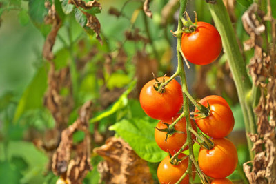 Bahan tomato Seed(100 per packet)