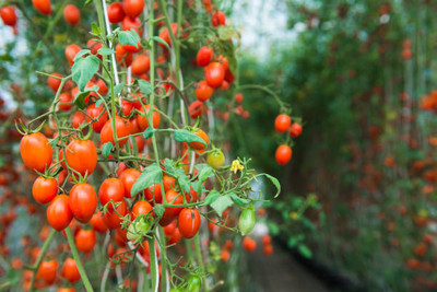 mixera tomato Seed(65 per packet)