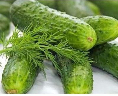 Quentova Sugar Crunch Snacking Cucumber Seeds-VXI-8G Seed(300 per packet)