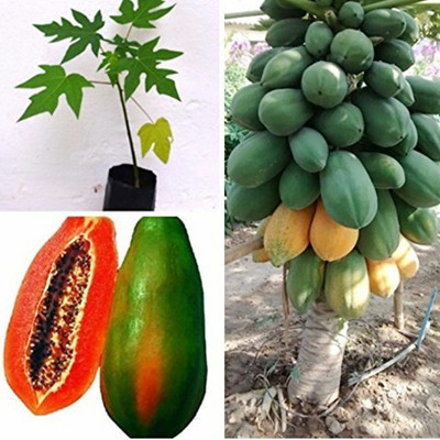 SeeGreen Red Lady F1 Hybird Papaya Taiwan 786 Variety, Papaya Hybird Seed(55 per packet)