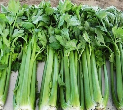 CYBEXIS XLL-52 - Chinese Celery Kintsai - (750 Seeds) Seed(750 per packet)