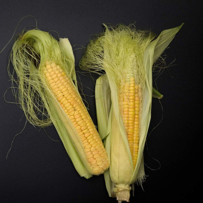 KNESSiN Corn Seed(1250 per packet)
