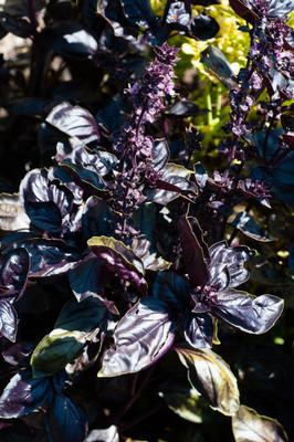 VibeX ® VXI-22 Amethyst Improved Purple Basil Seed(1000 per packet)