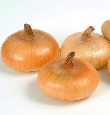 WILLVINE PAU -XI Cipollini Mini Gold Coin Onion [25g] Seed(15000 per packet)