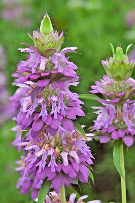 VibeX LX-81 - Lemon Bee Balm (Lemon Mint) - (2250 Seeds) Seed(2250 per packet)
