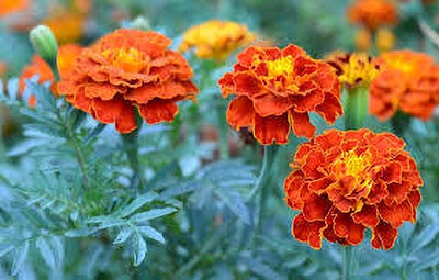 ibains Marigold flower seeds hybrid mix Seed(510 per packet)
