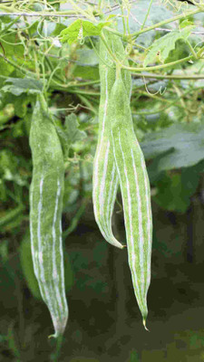 Flipkart SmartBuy Snake Gourd Seed(30 per packet)