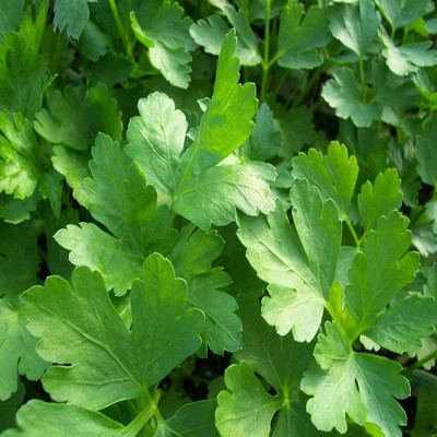 CYBEXIS KGF -20 - Parsley Elite (Plain Single Parsley) - (250 Seeds) Seed(250 per packet)