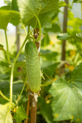AFARTIOBINA 100 Pc Cucumber Seeds Seed(100 per packet)