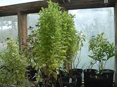 Qualtivate ATS-8 Greek Columnar Basil Seeds Seed(1000 per packet)