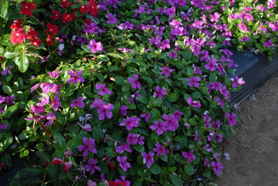 CORUS Vinca/सदाबहार Flower Plant Seed(150 per packet)