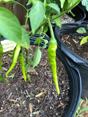 WILLVINE GOI -V Chilli/Bell/Paprika Pepper Seeds[2.5gm, 500 Seeds] Seed(500 per packet)