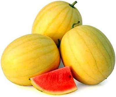 CYBEXIS VXI-2 - F1 Hybrid Watermelon - (1350 Seeds) Seed(1350 per packet)