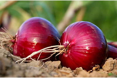WATIKA Red Onion Organic Seed(2000 per packet)