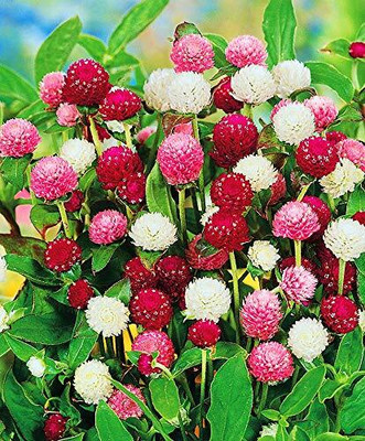 Aywal Gomphrena Mixed Seed(40 per packet)