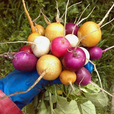 WILLVINE TLX-231 Colorful Radish Seed Mix Seed(500 per packet)