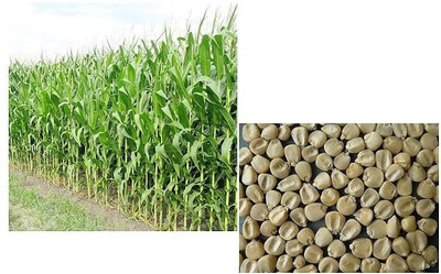 BSARKAR Hybrid sudan grass seed Seed(100 per packet)