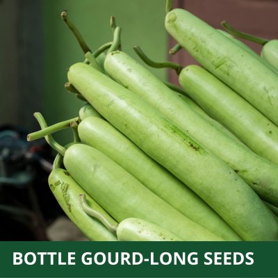VibeX HYBRID F1 BOTTLE GOURD (LAUKI) SEEDS-(50 Gms, 250 Seeds) Seed(250 per packet)