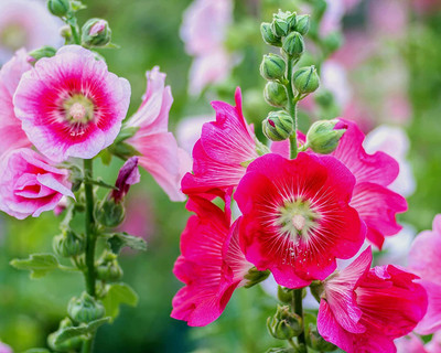 Aywal Hollyhock Hybrid Seed(70 per packet)