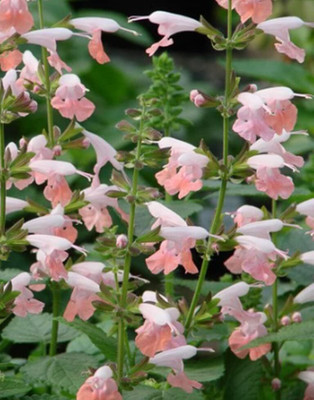 Qualtivate RES-7A Salvia Apple Blossom Flower Sage Seed(100 per packet)