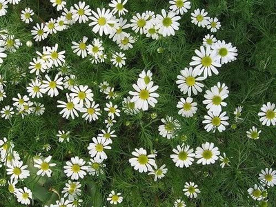 CYBEXIS GUA-49 - Chamomile Roman - (2250 Seeds) Seed(2250 per packet)